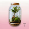 🌿 Terrario en Zaragoza – Bonsáis y Ecosistemas Naturales | Floristería Sayde 1 Terrario en Zaragoza