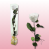 Rosa preservada tallo largo | Elegancia en múltiples colores 1 Rosa preservada tallo largo blanca