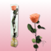Rosa preservada tallo largo | Elegancia en múltiples colores 21
