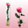 Rosa preservada tallo largo | Elegancia en múltiples colores 19