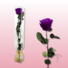Rosa preservada tallo largo | Elegancia en múltiples colores 17
