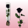 Rosa preservada tallo largo | Elegancia en múltiples colores 13