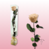 Rosa preservada tallo largo | Elegancia en múltiples colores 25