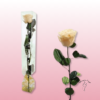 Rosa preservada tallo largo | Elegancia en múltiples colores 27
