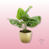 Monstera deliciosa en maceta de cerámica decorativa 1 Monstera deliciosa en maceta de cerámica