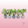 Monstera deliciosa en maceta de cerámica decorativa 4