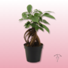 bonsái Ficus Ginseng