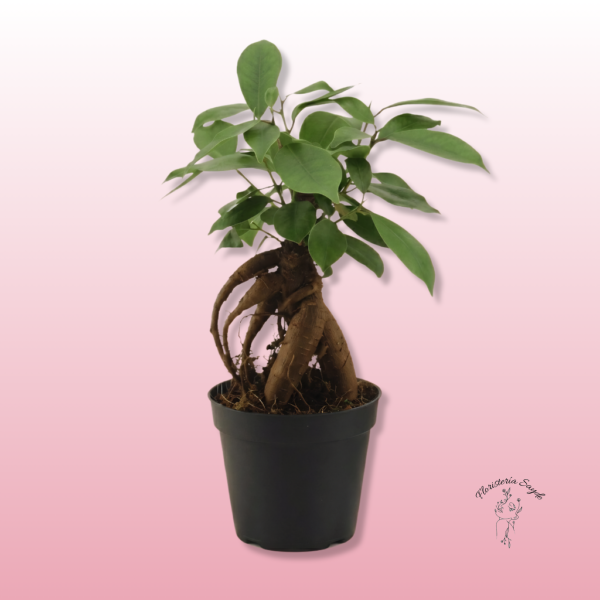 bonsái Ficus Ginseng