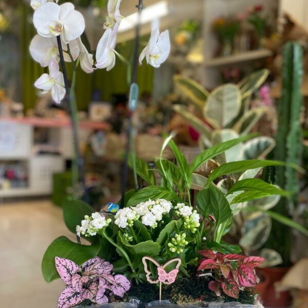 Arreglo floral con orquídea Phalaenopsis blanca, calanchoes blancos, fittonia y hypoestes en caja de madera blanca con la inscripción 'FLORES & JARDIN' de Floristería Sayde en Zaragoza.