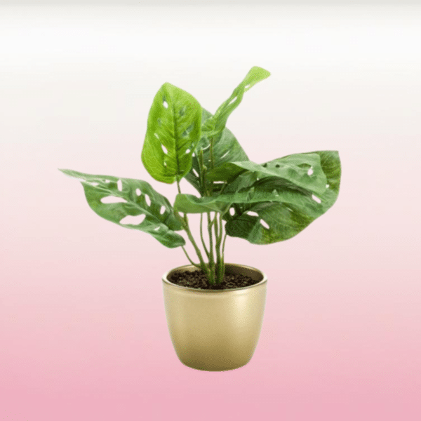 Monstera deliciosa en maceta de cerámica