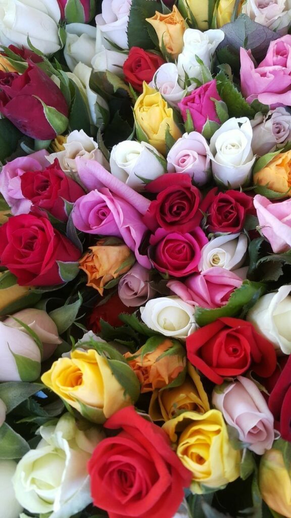 significado de las rosas