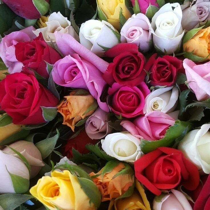 Significado de las rosas: elige el color adecuado para cada ocasión 1 significado de las rosas