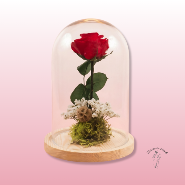 Rosa Preservada en Cúpula