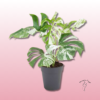Monstera Variegata Deliciosa en Zaragoza: La Reina del Estilo en tu Hogar o Negocio 2 monstera variegata zaragoza barata