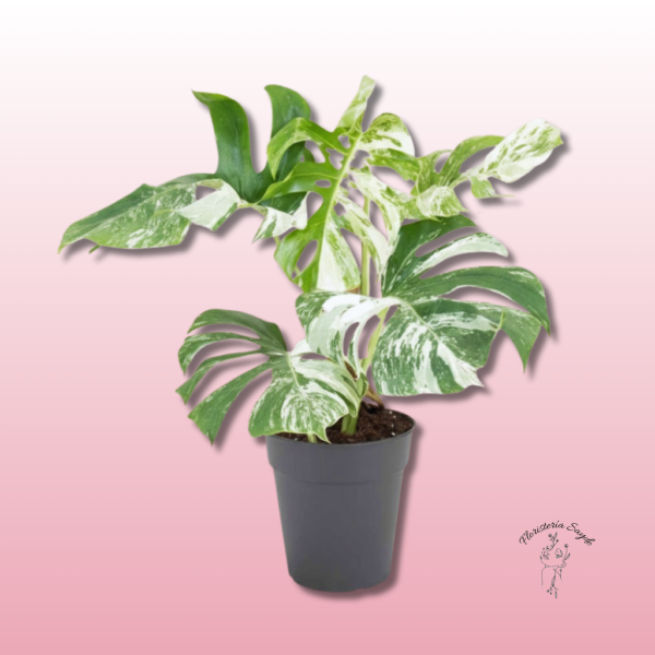 monstera variegata zaragoza barata