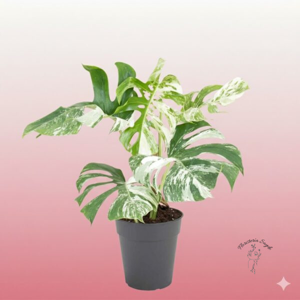 monstera variegata zaragoza barata
