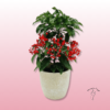 Ardisia Crenata | Planta de Navidad Duradera | Floristería Sayde 2 Ardisia