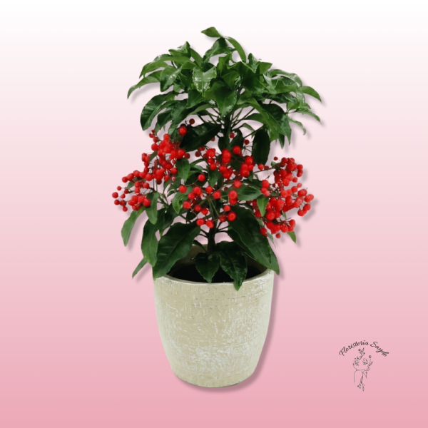 Ardisia