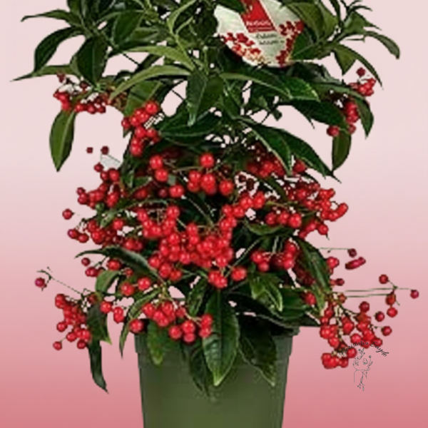 Ardisia planta navideña