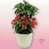 Ardisia Crenata | Planta de Navidad Duradera | Floristería Sayde 3 Ardisia Crenata | Planta de Navidad Duradera | Floristería Sayde 2