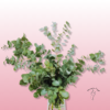 Eucalipto fresco en Zaragoza | Floristería Sayde 1 Eucalipto fresco