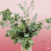 Eucalipto fresco en Zaragoza | Floristería Sayde 1 pomo ramo de eucalipto