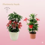 plantas de temporada