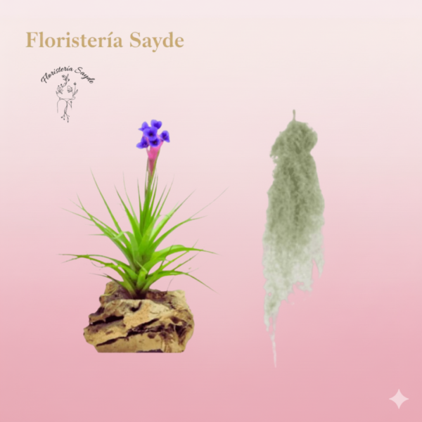 Plantas del aire/ tillandsias