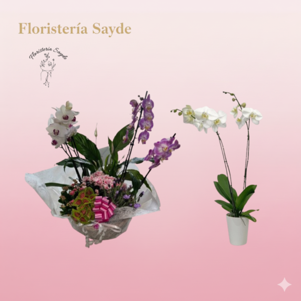 Compra y Envía orquídeas a domicilio