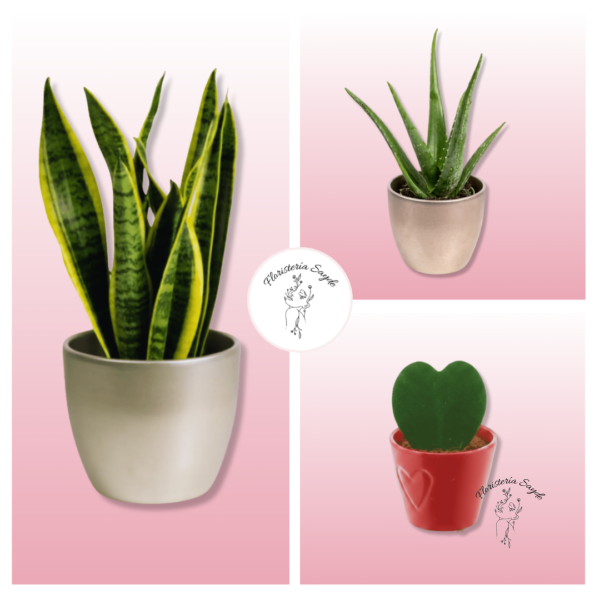 Plantas de interior