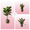 2 Plantas de interior - Floristería Sayde ¡Suscripción mensual! 1 2 plantas
