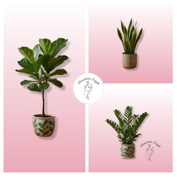 2 plantas