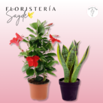 Plantas de temporada