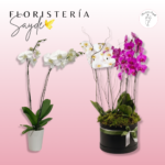 comprar orquídeas en Zaragoza