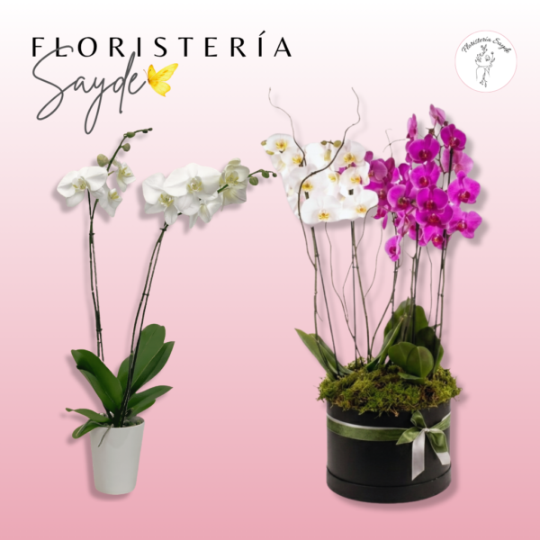 Compra y envía orquídeas en Zaragoza