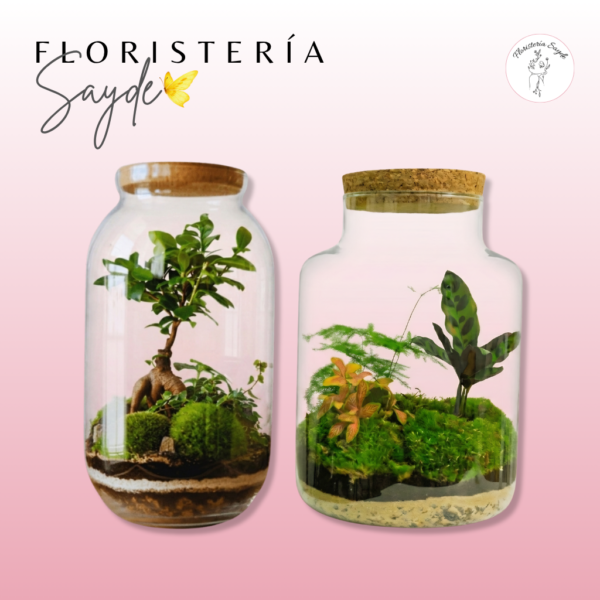 Terrarios de plantas