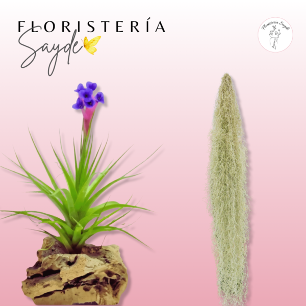 Plantas del aire/ tillandsias