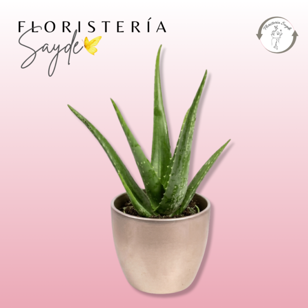 Plantas de suscripción