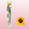 Girasol eterno preservado
